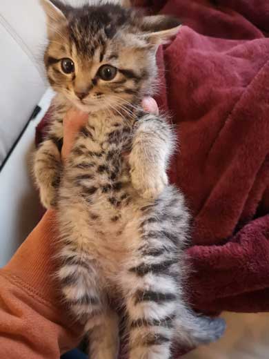 ステーキ 窃取 現行犯逮捕 子猫 お肉