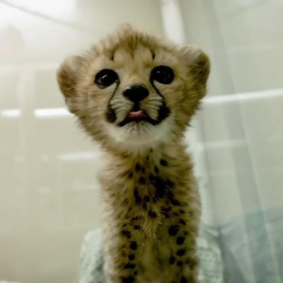 チーターの子どもたち