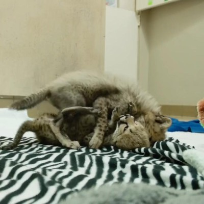 チーターの子どもたち