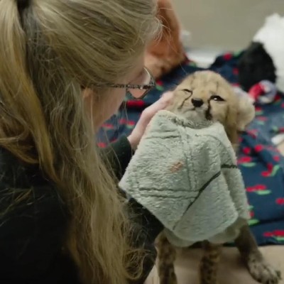 チーターの子どもたち