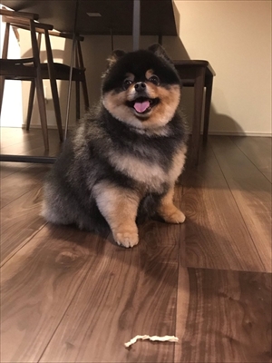 タヌキみたいなワンちゃん