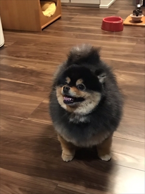 タヌキみたいなワンちゃん