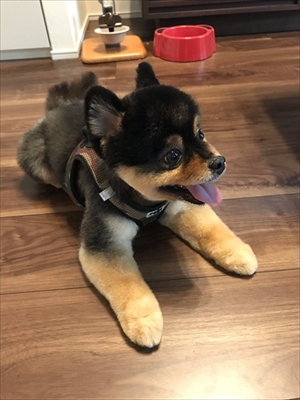 タヌキみたいなワンちゃん