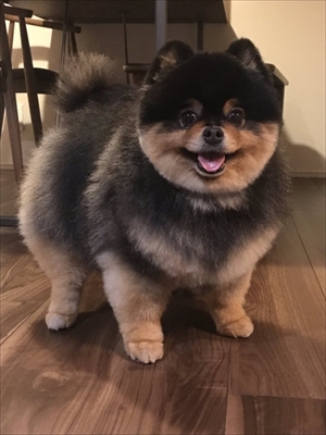 タヌキみたいなワンちゃん