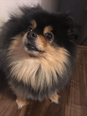 タヌキみたいなワンちゃん