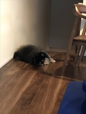 タヌキみたいなワンちゃん