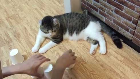 猫 コップ当てゲーム ピンポン球 当てる スノー