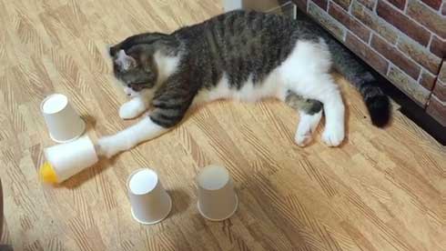 猫 コップ当てゲーム ピンポン球 当てる スノー