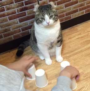 猫 コップ当てゲーム ピンポン球 当てる スノー