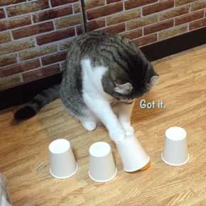 猫 コップ当てゲーム ピンポン球 当てる スノー