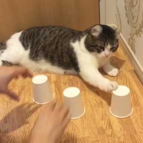 猫 コップ当てゲーム ピンポン球 当てる スノー