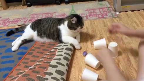 猫 コップ当てゲーム ピンポン球 当てる スノー