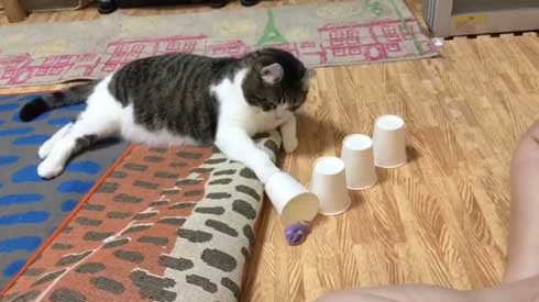 猫 コップ当てゲーム ピンポン球 当てる スノー