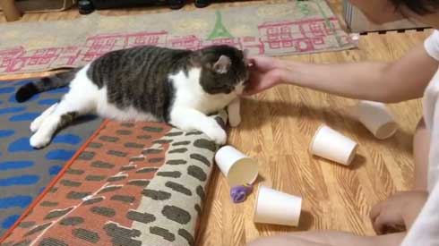 猫 コップ当てゲーム ピンポン球 当てる スノー