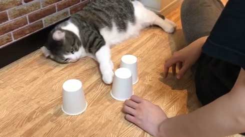 猫 コップ当てゲーム ピンポン球 当てる スノー