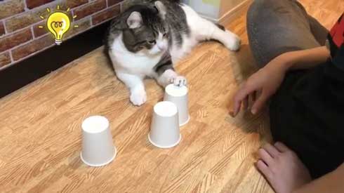 猫 コップ当てゲーム ピンポン球 当てる スノー