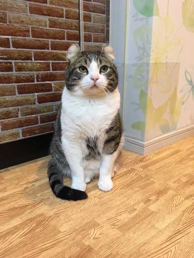 猫 コップ当てゲーム ピンポン球 当てる スノー