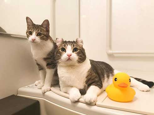 猫 コップ当てゲーム ピンポン球 当てる スノー