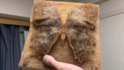 爪楊枝 1万本 蝶 モルフォ蝶 羽の色 変わる