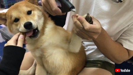 爪きりワンコ