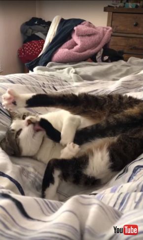 cat attacks own tail