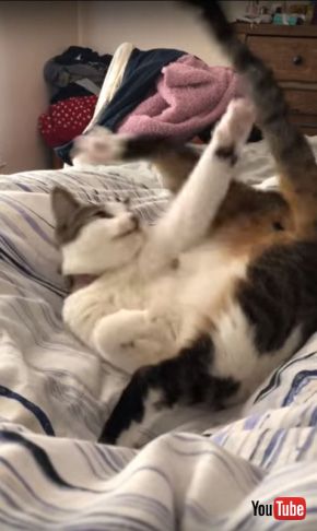 cat attacks own tail