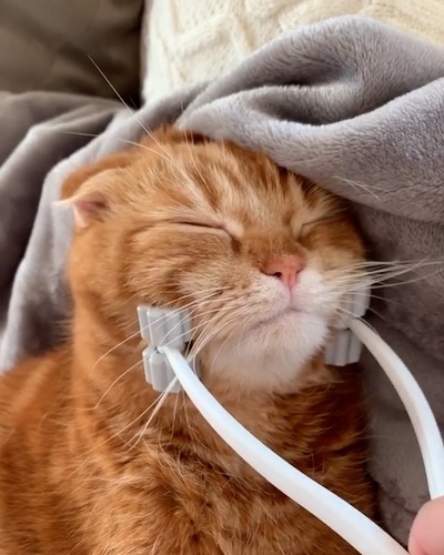 小顔ローラー 猫