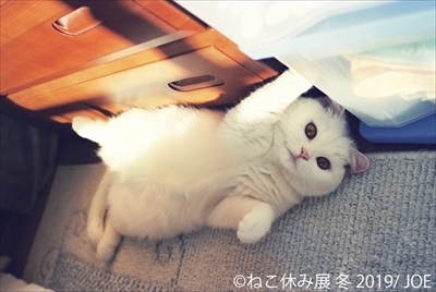 ねこ休み展