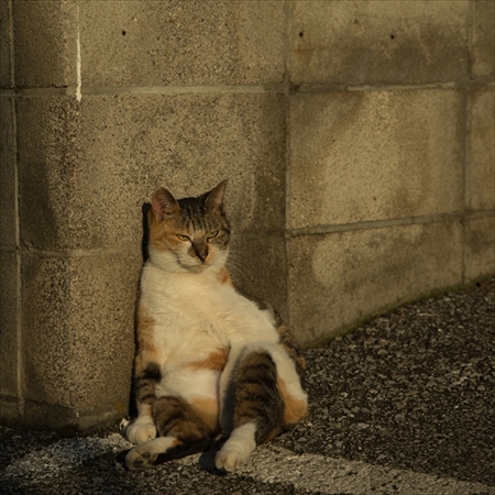 残念すぎるネコ大喜利