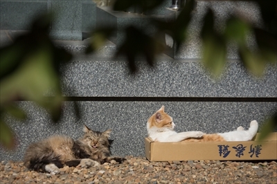 残念すぎるネコ大喜利