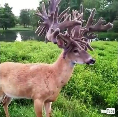 立派すぎるツノ