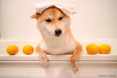 ゆず風呂に入るだいふくくん