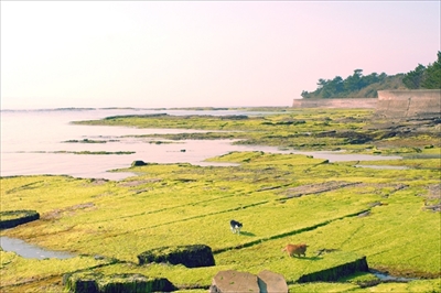 ねことじいちゃん特別映像