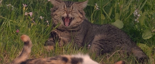 ねことじいちゃん特別映像