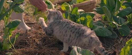 ねことじいちゃん特別映像