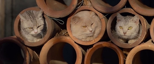 ねことじいちゃん特別映像