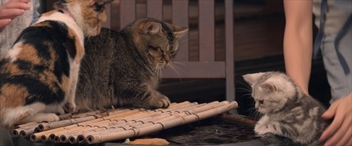 ねことじいちゃん特別映像