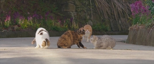 ねことじいちゃん特別映像