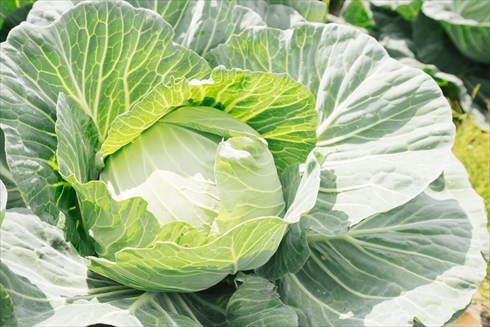 Twitter がっこうぐらし ラスアイ 作画崩壊