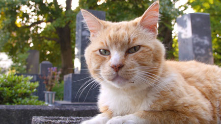 猫ドアップ