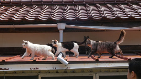 屋根の上の猫