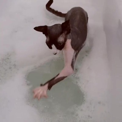 泡立てニャンコ