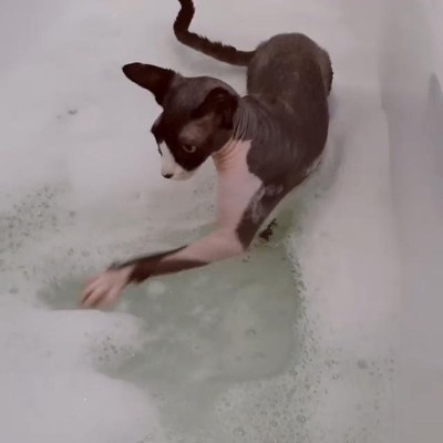 泡立てニャンコ