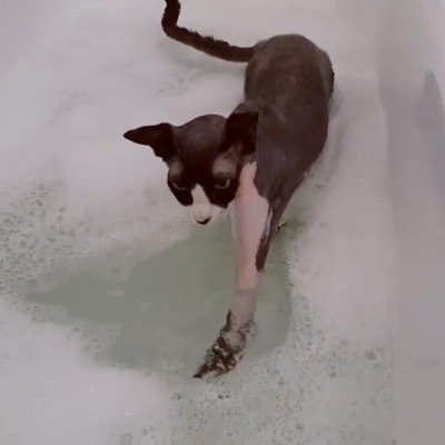 泡立てニャンコ