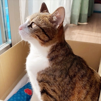 猫のすずめちゃん