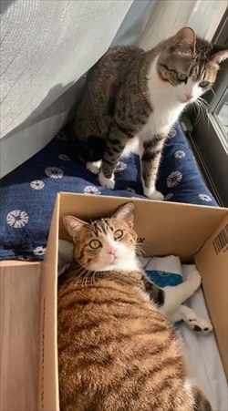 猫のすずめちゃん