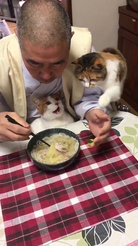 那須 長楽寺 猫 住職