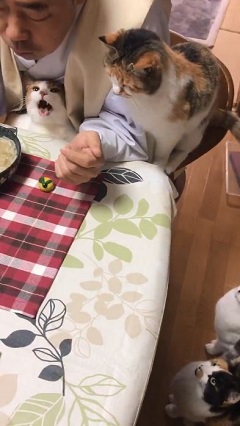 那須 長楽寺 猫 住職