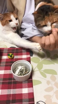 那須 長楽寺 猫 住職