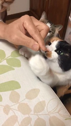那須 長楽寺 猫 住職